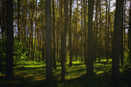 Sunbeams streaming through the pine trees and illuminating the young green foliage on the bushes in the pine forest in springtime. Vintage film aesthetic.の写真素材