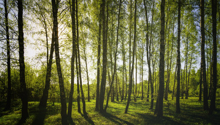 Sunset or sunrise in a spring birch forest with bright young foliage glowing in the rays of the sun and shadows from trees. Vintage film aesthetic.の写真素材
