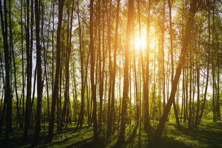 Sunset or sunrise in a spring birch forest with bright young foliage glowing in the rays of the sun and shadows from trees. Vintage film aesthetic.の写真素材