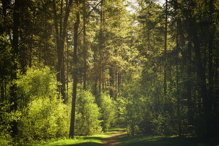 Sunbeams streaming through the pine trees and illuminating the young green foliage on the bushes in the pine forest in springtime. Vintage film aesthetic.の写真素材