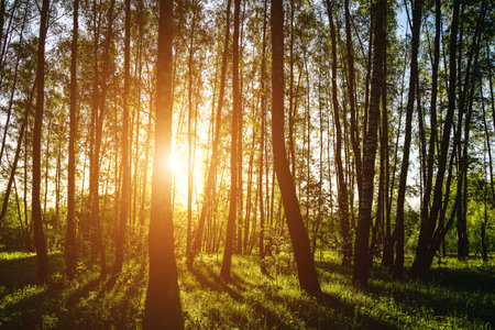 Grove of birches with young green leaves at sunset or sunrise in spring or early summer. Vintage film aesthetic.の写真素材