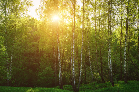 Grove of birches with young green leaves at sunset or sunrise in spring or early summer. Vintage film aesthetic.の写真素材