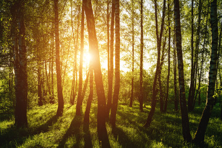 Grove of birches with young green leaves at sunset or sunrise in spring or early summer. Vintage film aesthetic.の写真素材