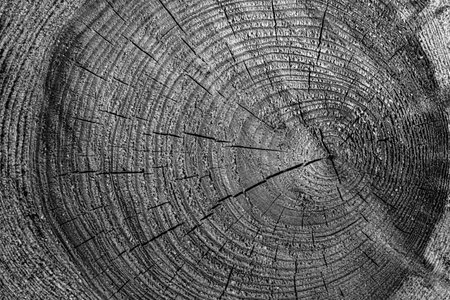 Black and white texture of sawn logs with growth rings. Abstract natural background.の写真素材