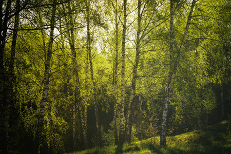 Sunset or sunrise in a spring birch forest with bright young foliage glowing in the rays of the sun and shadows from trees. Vintage film aesthetic.の写真素材
