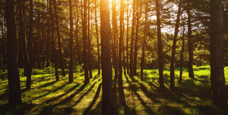Sunbeams streaming through the pine trees and illuminating the young green foliage on the bushes in the pine forest in springtime. Vintage film aesthetic.の写真素材