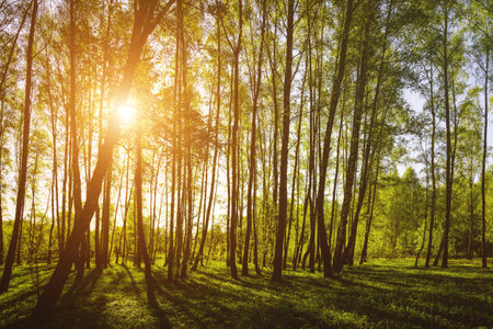 Sunset or sunrise in a spring birch forest with bright young foliage glowing in the rays of the sun and shadows from trees. Vintage film aesthetic.の写真素材