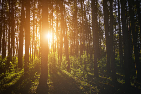 Sunbeams streaming through the pine trees and illuminating the young green foliage on the bushes in the pine forest in springtime. Vintage film aesthetic.の写真素材