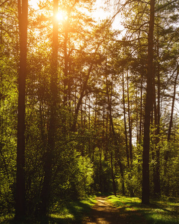 Sunbeams streaming through the pine trees and illuminating the young green foliage on the bushes in the pine forest in springtime. Vintage film aesthetic.の写真素材