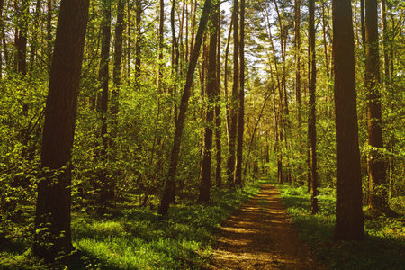 Sunbeams streaming through the pine trees and illuminating the young green foliage on the bushes in...
