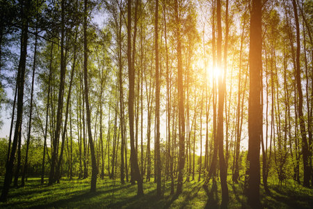 Sunset or sunrise in a spring birch forest with bright young foliage glowing in the rays of the sun and shadows from trees. Vintage film aesthetic.の写真素材