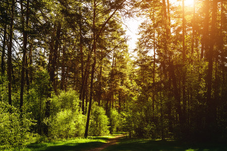 Sunbeams streaming through the pine trees and illuminating the young green foliage on the bushes in the pine forest in springtime. Vintage film aesthetic.の写真素材