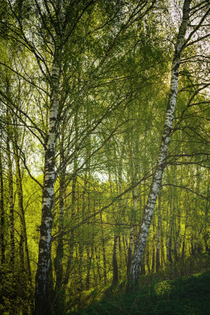 Sunset or sunrise in a spring birch forest with bright young foliage glowing in the rays of the sun and shadows from trees. Vintage film aesthetic.の写真素材