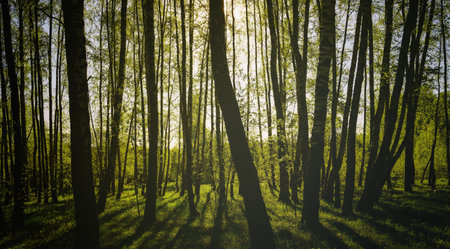 Sunset or sunrise in a spring birch forest with bright young foliage glowing in the rays of the sun and shadows from trees. Vintage film aesthetic.の写真素材