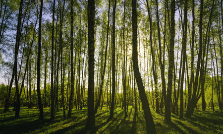 Sunset or sunrise in a spring birch forest with bright young foliage glowing in the rays of the sun and shadows from trees. Vintage film aesthetic.の写真素材