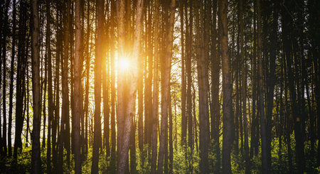 Sunbeams streaming through the pine trees and illuminating the young green foliage on the bushes in the pine forest in springtime. Vintage film aesthetic.の写真素材