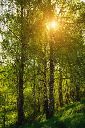 Sunset or sunrise in a spring birch forest with bright young foliage glowing in the rays of the sun and shadows from trees. Vintage film aesthetic.の写真素材