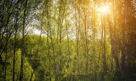 Sunset or sunrise in a spring birch forest with bright young foliage glowing in the rays of the sun and shadows from trees. Vintage film aesthetic.の写真素材