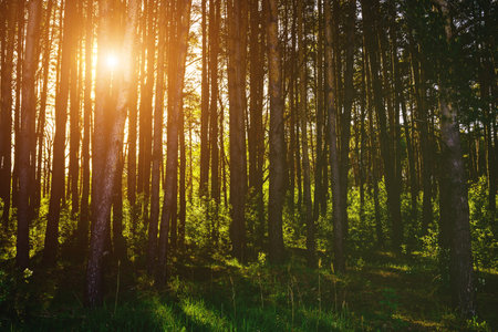Sunbeams streaming through the pine trees and illuminating the young green foliage on the bushes in the pine forest in springtime. Vintage film aesthetic.の写真素材