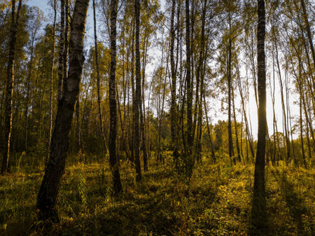 Birch grove with golden leaves in golden autumn season, illuminated by the sun at sunset or dawn.の写真素材