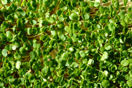 Fresh green broccoli sprouts close-up. Growing micro greens for a healthy diet. Vegan food.の写真素材