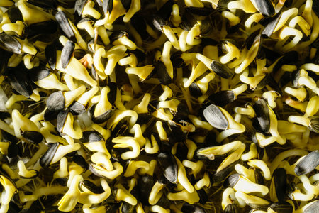 Fresh green sunflower sprouts close-up. Growing micro greens for a healthy diet. Vegan food.の写真素材