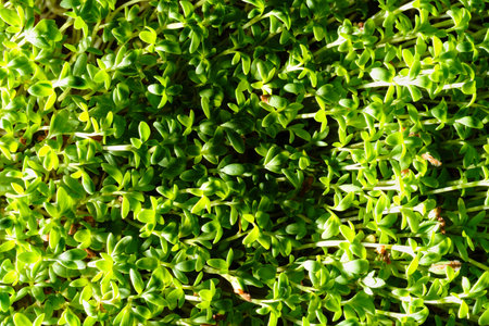Fresh green watercress sprouts close-up. Growing micro greens for a healthy diet. Vegan food.の写真素材