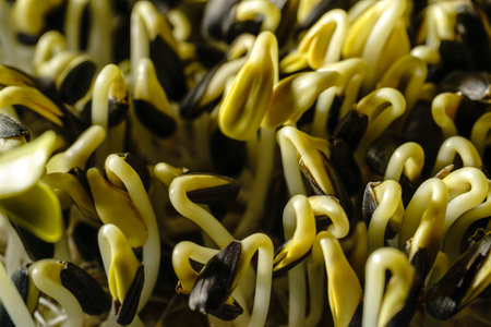 Fresh green sunflower sprouts close-up. Growing micro greens for a healthy diet. Vegan food.の写真素材