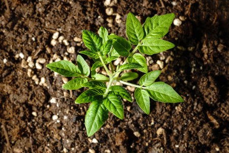 A vibrant green tomato seedling growing in moist, fertile soil with a blurred earthy background, symbolizing growth and nature.の写真素材