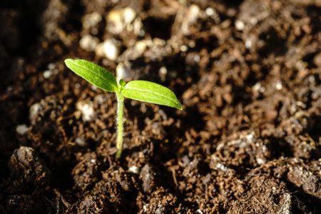 A vibrant green tomato seedling growing in moist, fertile soil with a blurred earthy background, symbolizing growth and nature.の写真素材