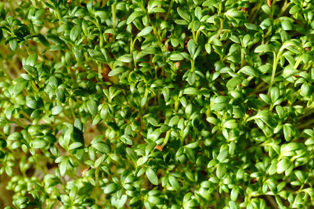 Fresh green watercress sprouts close-up. Growing micro greens for a healthy diet. Vegan food.の写真素材
