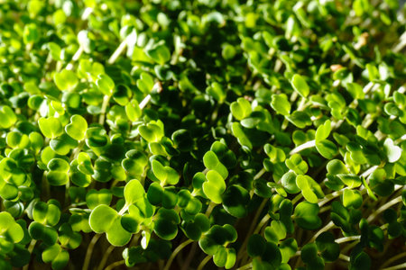 Fresh green broccoli sprouts close-up. Growing micro greens for a healthy diet. Vegan food.の写真素材