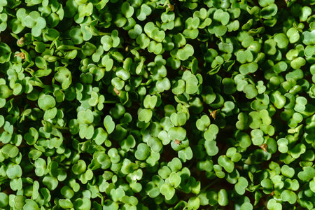 Fresh green broccoli sprouts close-up. Growing micro greens for a healthy diet. Vegan food.の写真素材