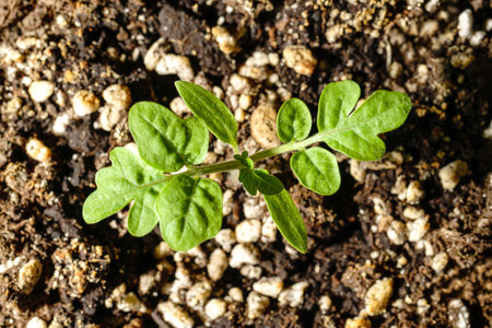 A vibrant green tomato seedling growing in moist, fertile soil with a blurred earthy background, symbolizing growth and nature.の写真素材