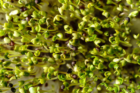 Fresh green broccoli sprouts close-up. Growing micro greens for a healthy diet. Vegan food.の写真素材