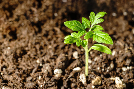 A vibrant green tomato seedling growing in moist, fertile soil with a blurred earthy background, symbolizing growth and nature.の写真素材