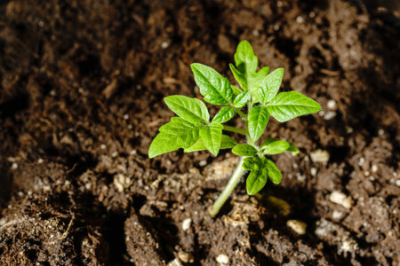 A vibrant green tomato seedling growing in moist, fertile soil with a blurred earthy background, symbolizing growth and nature.の写真素材