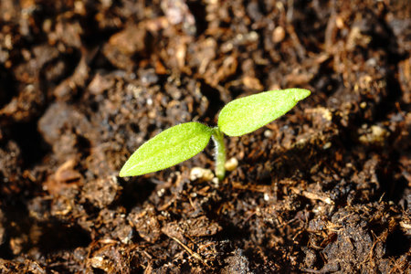 A vibrant green tomato seedling growing in moist, fertile soil with a blurred earthy background, symbolizing growth and nature.の写真素材