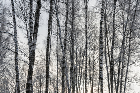 Sunbeams shining through snow-covered birch branches in a birch forest after a snowfall on a winter day.の写真素材