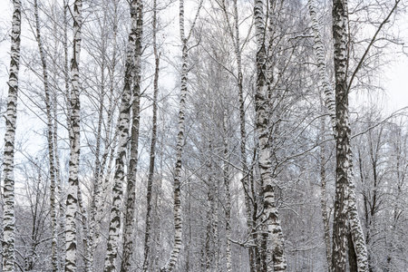 Birch grove after a snowfall on a winter cloudy day. Birch branches covered with stuck snow.の写真素材