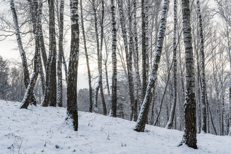 Sunbeams shining through snow-covered birch branches in a birch forest after a snowfall on a winter day.の写真素材