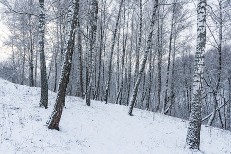 Birch grove after a snowfall on a winter cloudy day. Birch branches covered with stuck snow.の写真素材