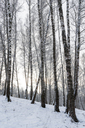 Sunbeams shining through snow-covered birch branches in a birch forest after a snowfall on a winter day.の写真素材