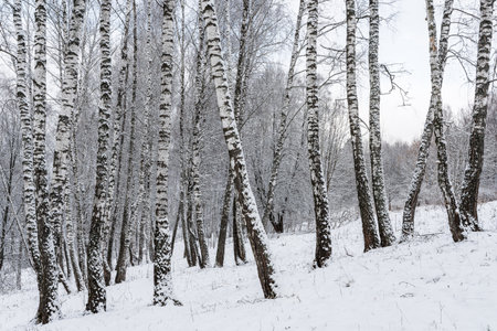 Birch grove after a snowfall on a winter cloudy day. Birch branches covered with stuck snow.の写真素材