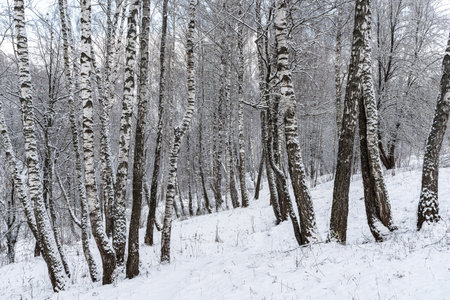 Birch grove after a snowfall on a winter cloudy day. Birch branches covered with stuck snow.の写真素材