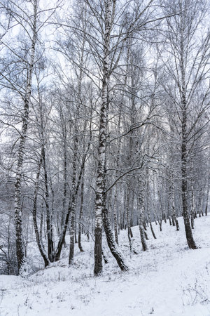 Birch grove after a snowfall on a winter cloudy day. Birch branches covered with stuck snow.の写真素材