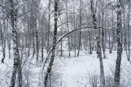 Birch grove after a snowfall on a winter cloudy day. Birch branches covered with stuck snow.の写真素材