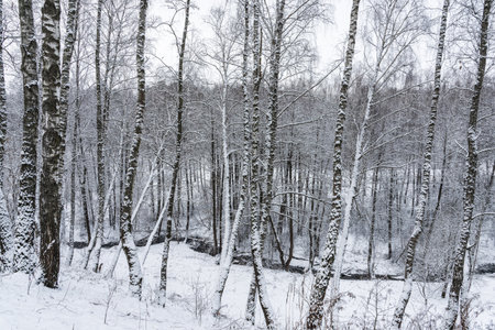 Birch grove after a snowfall on a winter cloudy day. Birch branches covered with stuck snow.の写真素材
