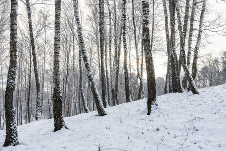 Birch grove after a snowfall on a winter cloudy day. Birch branches covered with stuck snow.の写真素材