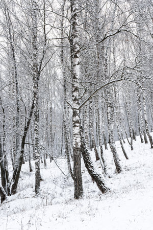 Birch grove after a snowfall on a winter cloudy day. Birch branches covered with stuck snow.の写真素材